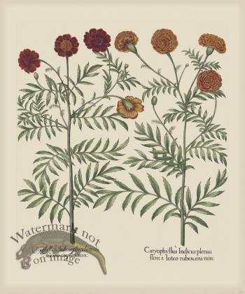 Besler 307 Colored  B2